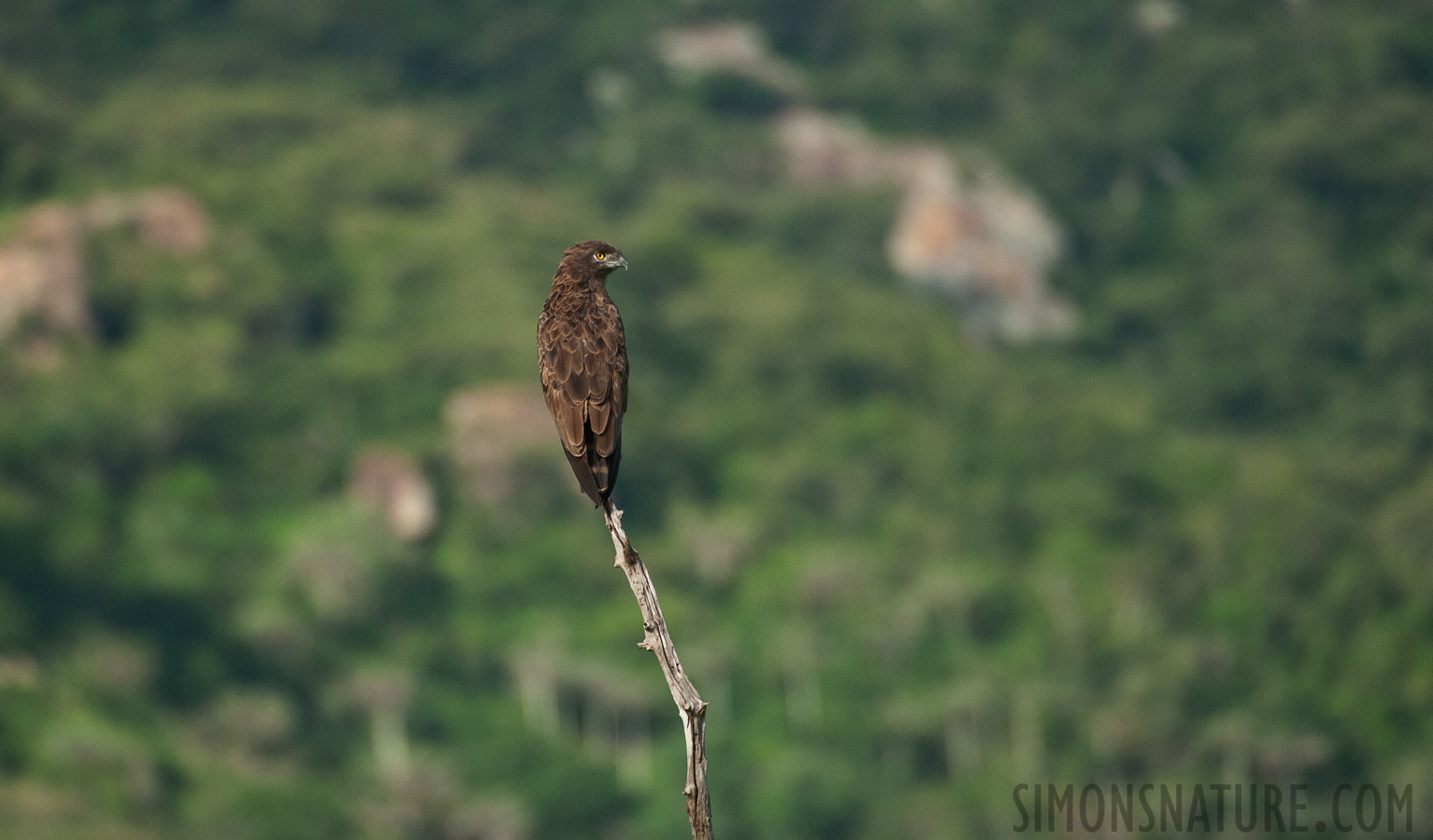 Circaetus cinereus [550 mm, 1/2500 Sek. bei f / 6.3, ISO 1600]